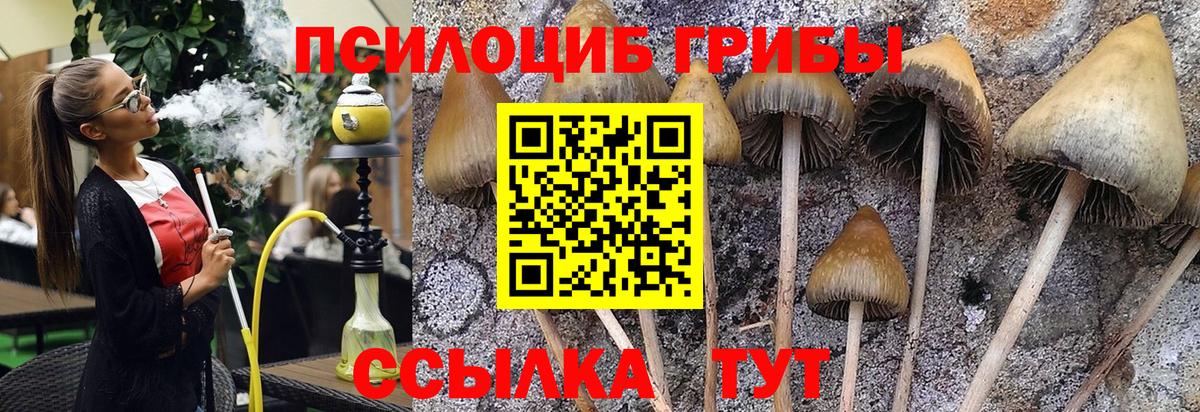 Псилоцибиновые грибы Cubensis  Вход с VPN  Верхняя Пышма 